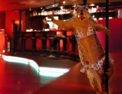 Khi động vật “khiêu vũ“