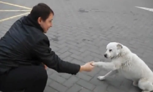 Xúc động chú chó hoang “ngửa tay” đi ăn xin