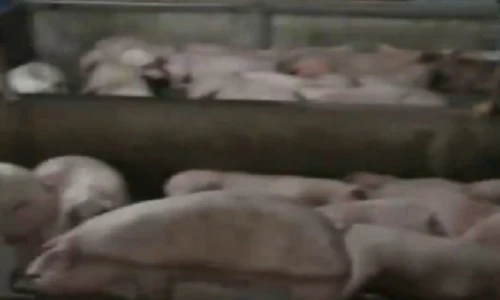 Đột nhập cơ sở bơm nước giếng vào bụng lợn