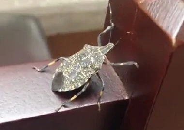 Bọ xít hút máu "tấn công" biệt thự Hà Nội