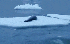 Nghỉ ngơi cũng không yên.