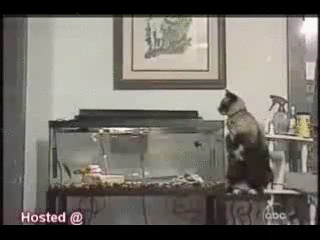 Tai nạn khi bắt cá. 