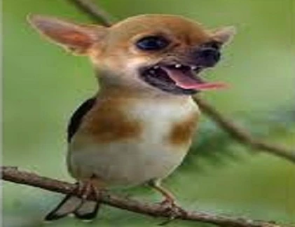 Sự kết hợp hài hước của động vật: "Chim đầu chó" (4)