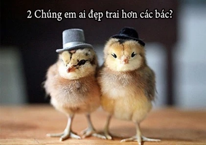 Khi động vật tỏ ra “nguy hiểm” 