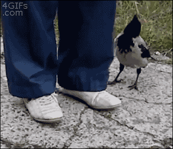 Chú chim láu cá.