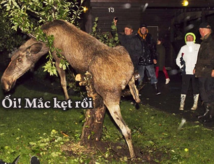 Giây phút “nguy hiểm” của động vật (P29)