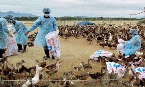 Clip xuất hiện virus cúm mới độc lực cao ở Hà Tĩnh