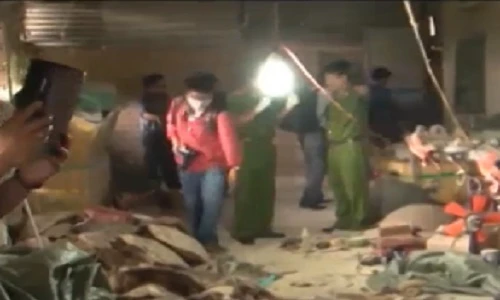 Xem xét khởi tố HS vụ tàng trữ 5.000 cá thể rùa biển