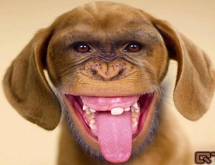 Sự kết hợp hài hước của động vật: Chó mặt khỉ (3)