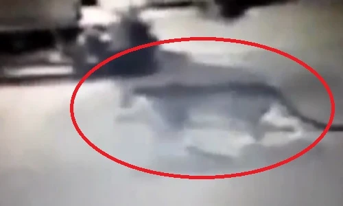 Thất kinh, mất vía chạm mặt hổ trong gara ô tô