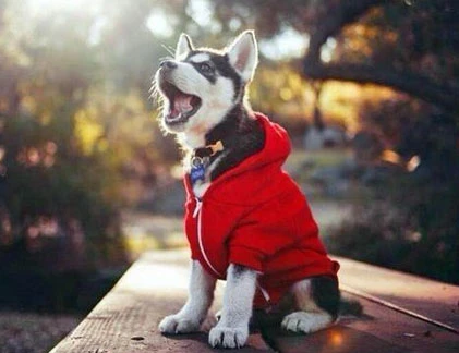 Động vật diện áo trùm đầu cực ngầu