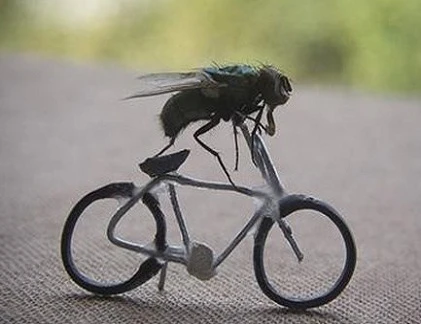 Khi ruồi đi xe đạp