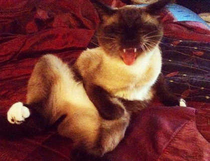 Chộp màn ngáp ngủ siêu dễ thương của mèo