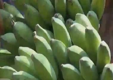 Hết lá trầu, cây gai... thương lái Trung Quốc lại vơ vét chuối