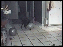 Phản xạ của mèo.