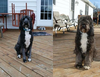 Muôn kiểu cảm xúc của loài chó 