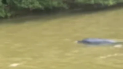 Ghi nhận cá heo nặng 30kg bơi gần thuyền trên sông Cà Mau
