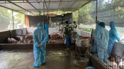 Tây Ninh: Dịch tả lợn bùng phát, hàng trăm con lợn bị tiêu hủy