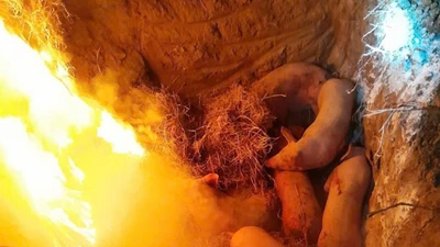 Dịch tả lợn châu Phi: 30/34 tỉnh, thành phố có dịch chưa qua 21 ngày