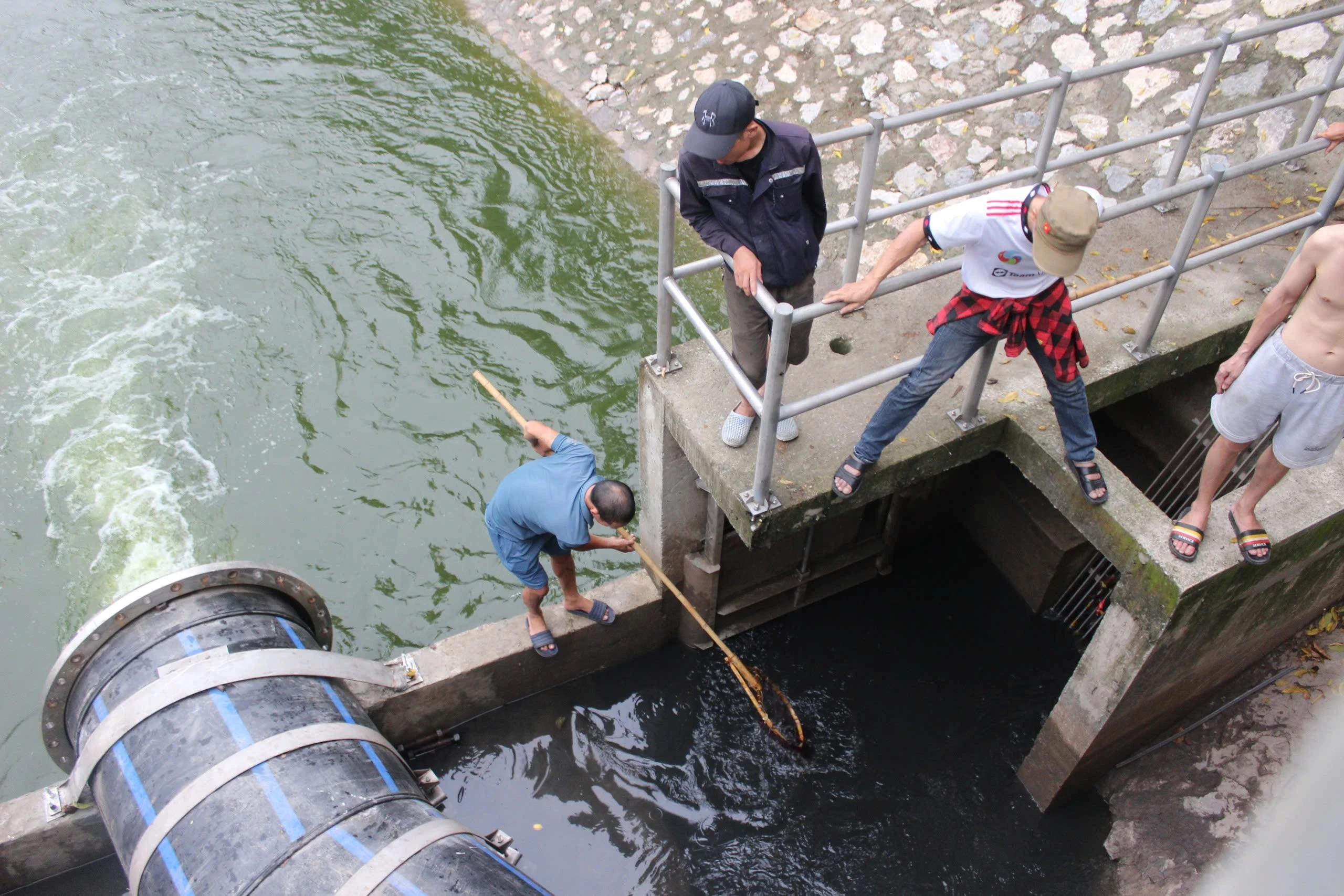Dẫn nước từ hồ Tây để 'hồi sinh' sông Tô Lịch, người dân mang vợt ra bắt cá