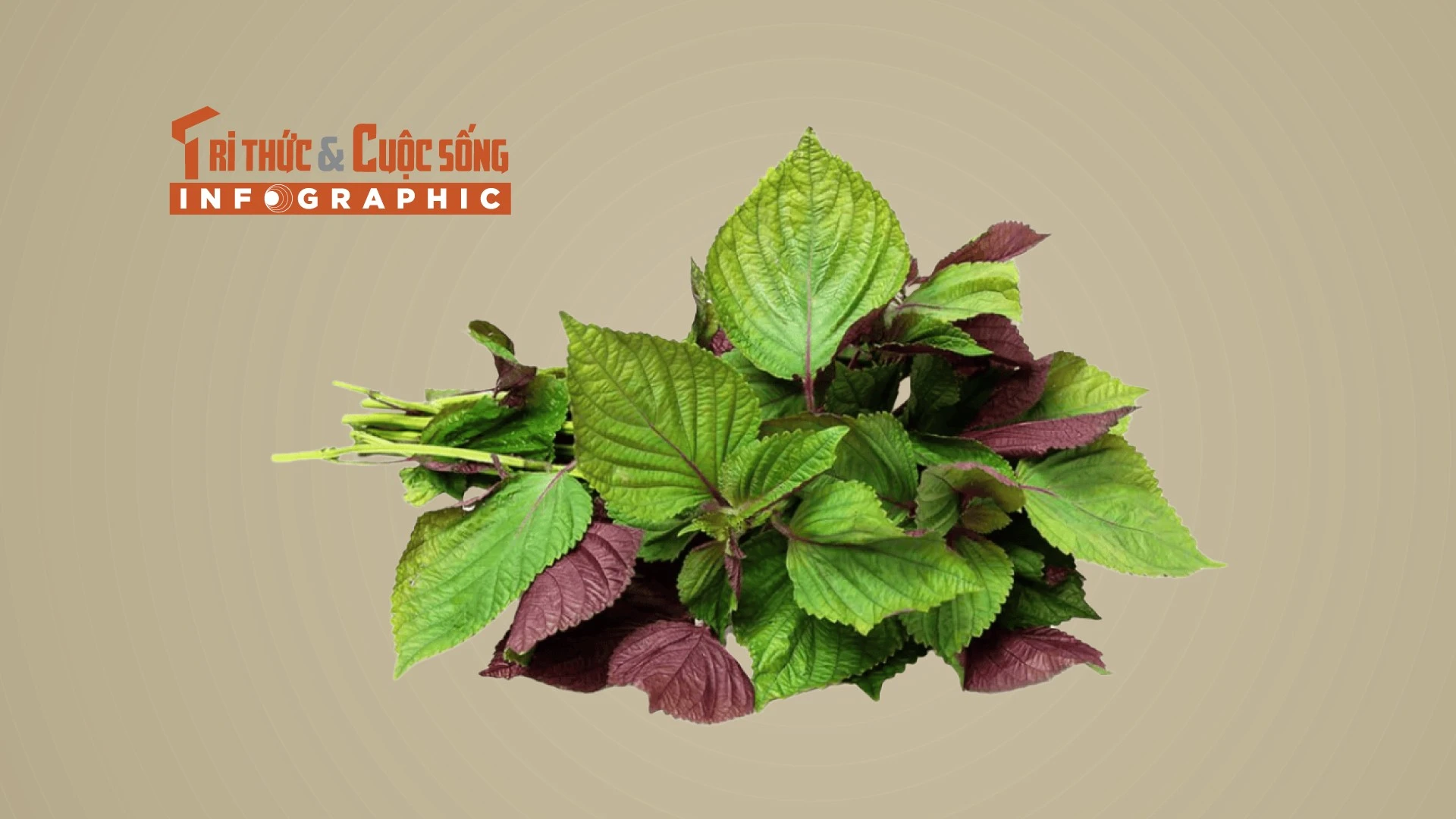[INFOGRAPHIC] 6 tác dụng của lá tía tô