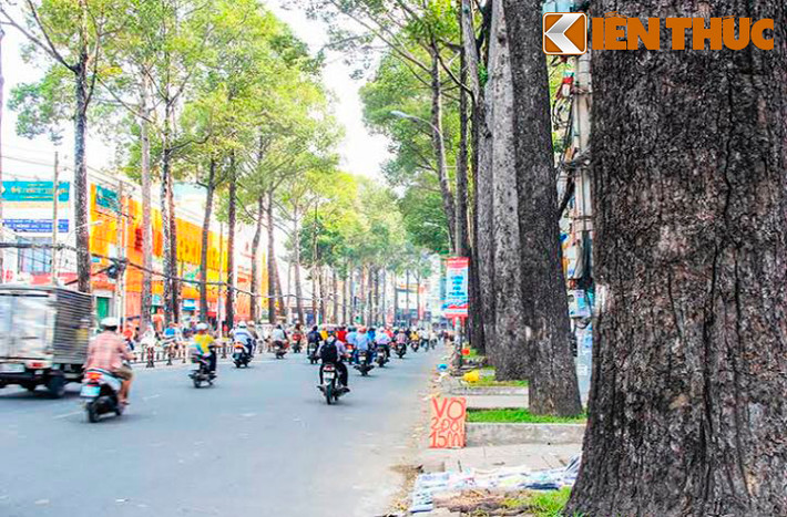 Nhiều con đường của Sài Gòn như Trần Hưng Đạo, 3/2, Lý Thường Kiệt, An Dương Vương, Nguyễn Chí Thanh, Ngô Gia Tự... đẹp và xanh mát hơn nhờ những hàng cây dầu được tỉa tót qua hàng chục năm, thân hình thuôn thẳng vươn cao gần 40 mét.