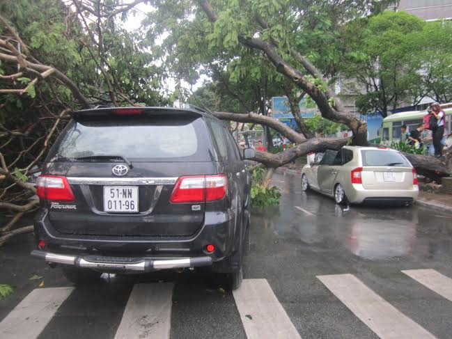 Cách đó 3 ngày, trong cơn mưa lớn chiều 28/5, một cây Lim cổ thụ trên đường Lê Lợi (đoạn gần giao với đường Nam Kỳ Khởi Nghĩa, phường Bến Nghé, quận 1) bị bật gốc đè bẹp 4 xe ô tô các loại đang chạy và dừng ven đường.