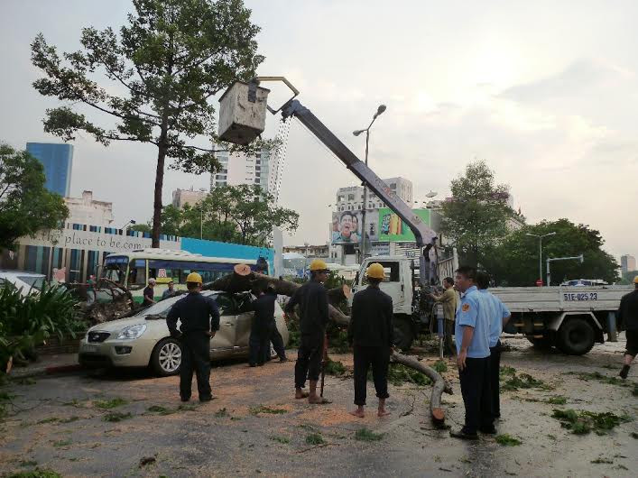 Cơ quan chức năng đã huy động toàn bộ lực lượng đô thị phối hợp cùng nhân viên công ty công viên cây xanh tham gia giải quyết sự cố.