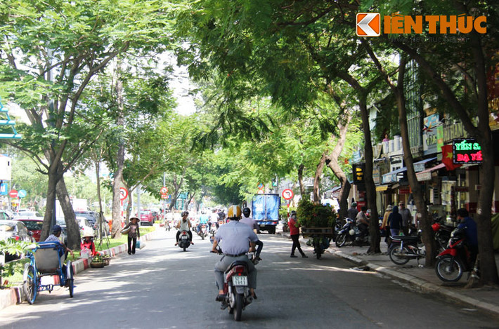 Hơn 1km đường Hàm Nghi có nhiều cây xanh rợp bóng mát tạo sự dễ chịu cho du khách.