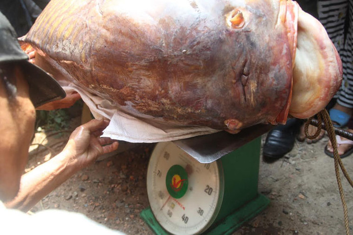 Chiều cùng ngày, anh Dũng đã bán con cá hô này cho một thương lái ở Thủ Đức với giá 1,5 triệu đồng/kg (khoảng gần 200 triệu đồng).