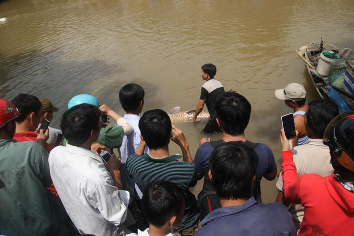 Anh Dũng kể lại: "Giữa đêm trước tôi thả lưới ở nhánh sông Đồng Nai và đến khoảng 6h thì kéo lưới". Lúc này anh Dũng cảm giác trong lưới dính cá lớn giãy giụa rất mạnh...