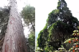 Loại gỗ quý hiếm nhất thế giới, chỉ 2 nước có, Việt Nam chiếm áp đảo