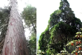 Loại gỗ quý hiếm nhất thế giới, chỉ 2 nước có, Việt Nam chiếm áp đảo