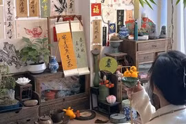 Tại sao cây phú quý là lựa chọn lý tưởng cho bàn thờ?