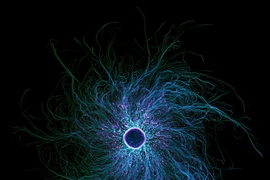 Loạt ảnh hiển vi khoa học đẹp nhất năm đốn tim, xoắn não người xem