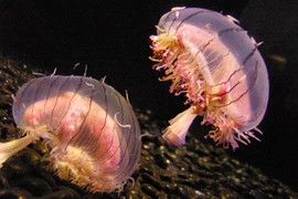 5 loài động vật ngụy trang kỳ diệu như bông hoa