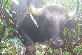 Bảo vệ hơn 100 loài động vật quý hiếm tại VQG Chư Mom Ray dịp Tết