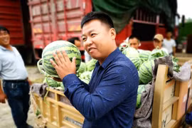 "Nội soi" dưa hấu, "gõ gõ vài cái" kiếm ngay 35 triệu đồng