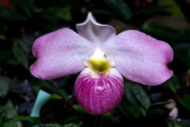 Loài lan hiếm nhất thế giới, Việt Nam sở hữu độc quyền