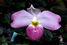 Loài lan hiếm nhất thế giới, Việt Nam sở hữu độc quyền