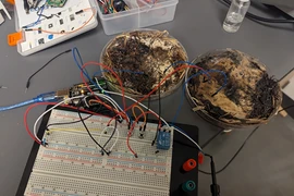 Máy tính "sống" dùng chip nấm hương gây sửng sốt