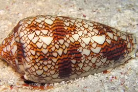 Hàng triệu người rùng mình khi xem đoạn video về con ốc kỳ dị