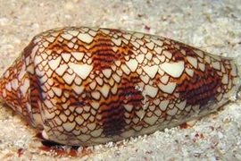 Hàng triệu người rùng mình khi xem đoạn video về con ốc kỳ dị