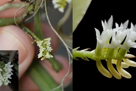 Khó tin loài hoa lan nhỏ nhất thế giới chỉ 0,5mm