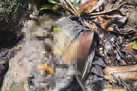 Quảng Ngãi xác minh bộ xương người bên bìa rừng