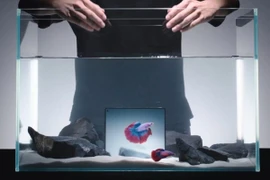 Vivo X Fold 5 điện thoại gập đầu tiên được gắn nhãn siêu bền