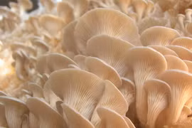 Bí mật gây sốc: Nấm chính là 'kỹ sư sinh thái' đầu tiên Trái Đất