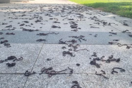 Choáng với cảnh tượng hàng nghìn con giun trồi khỏi mặt đất ở Quảng Ngãi