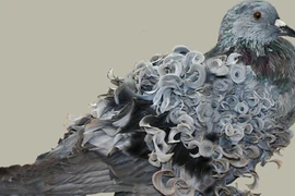 Gặp loài bồ câu kỳ lạ nhất thế giới, lông xoăn, thích đi bộ