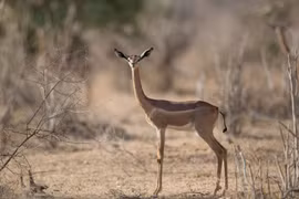 Loài linh dương độc lạ nhất thế giới, cả đời không uống nước